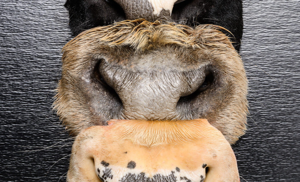 BLEND3 Fotografie, Fotograf Frank Grätz, Dresden, futterfleisch.de